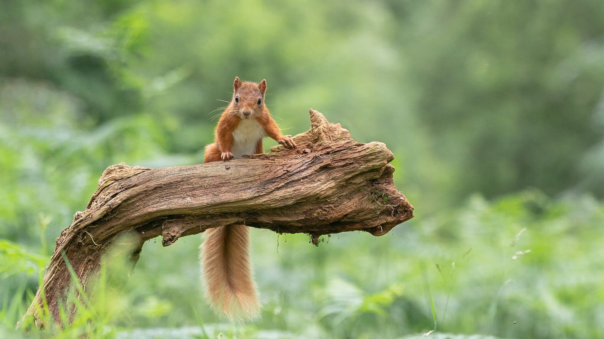 凌晨三点绝杀，她是终结四十年韩国宿命的燃烧之火