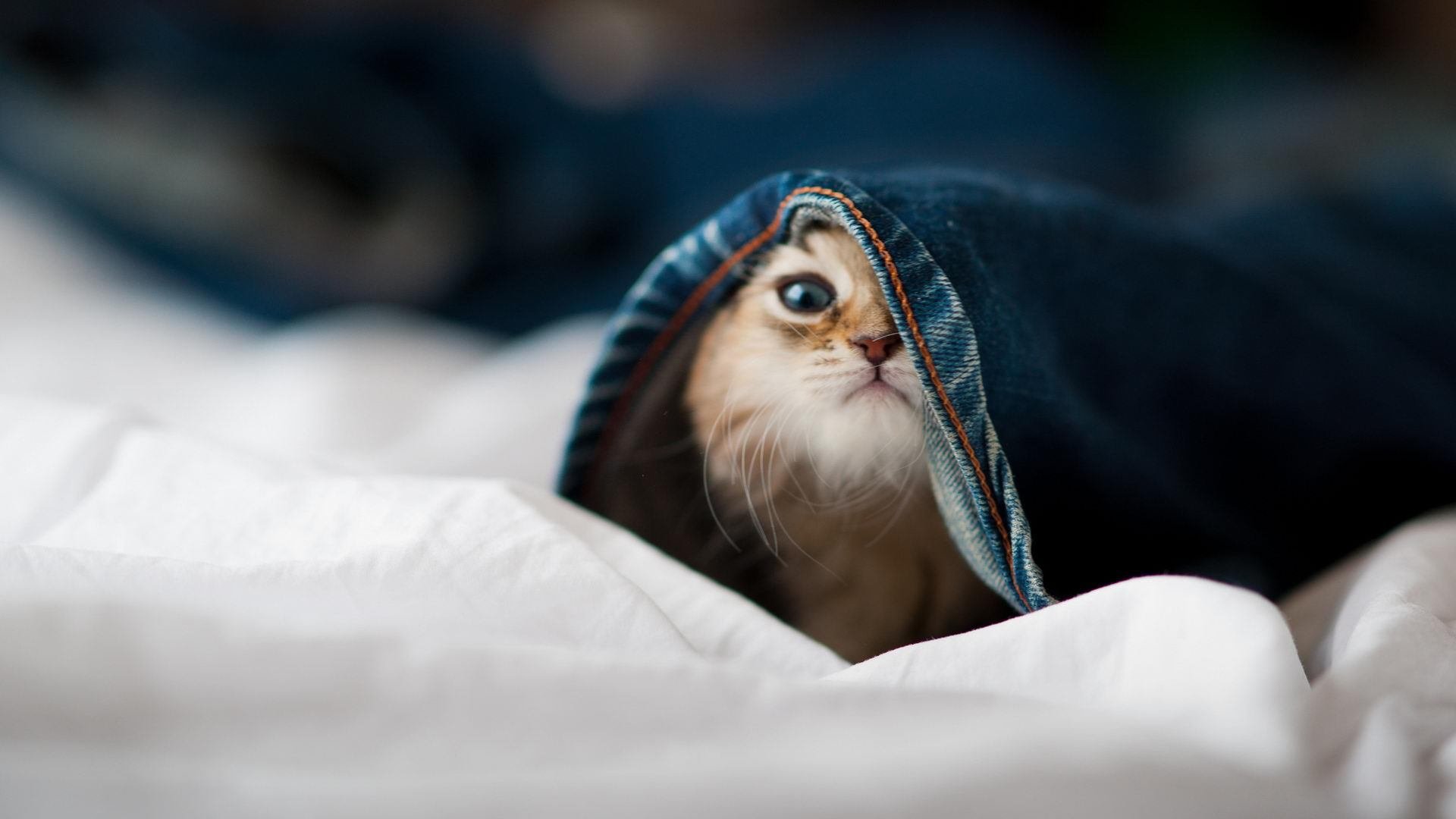 法比尼奥无影脚策动闪电三连击,乌克兰逆境中横扫欧洲红魔