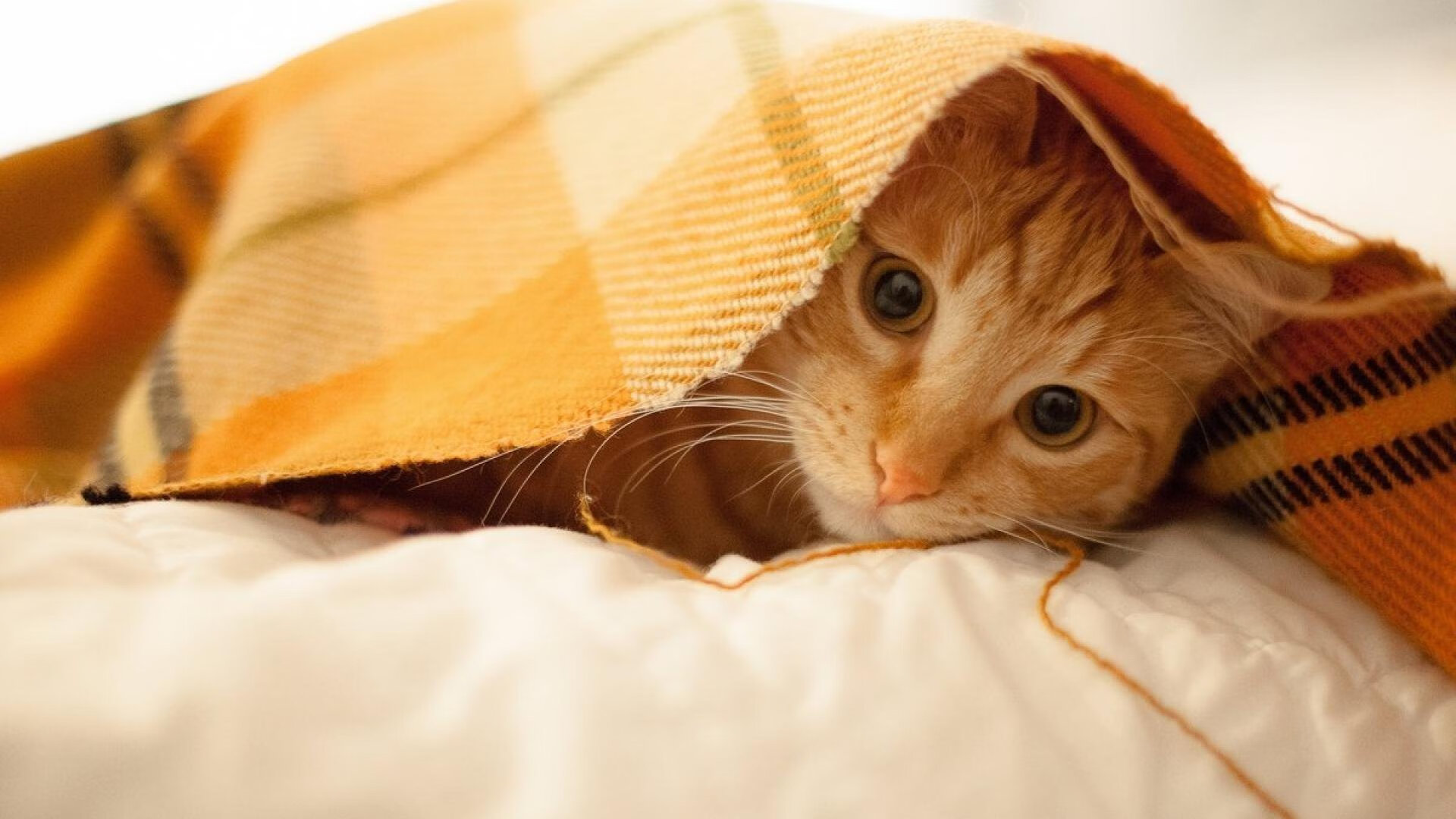 战火重燃,橙色风暴席卷绿茵,莱奥一己之力征服西非之巅