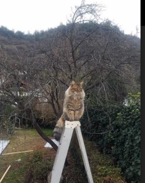 佩德里关键先生闪耀，塞维利亚欧联杯踏平芬兰劲旅