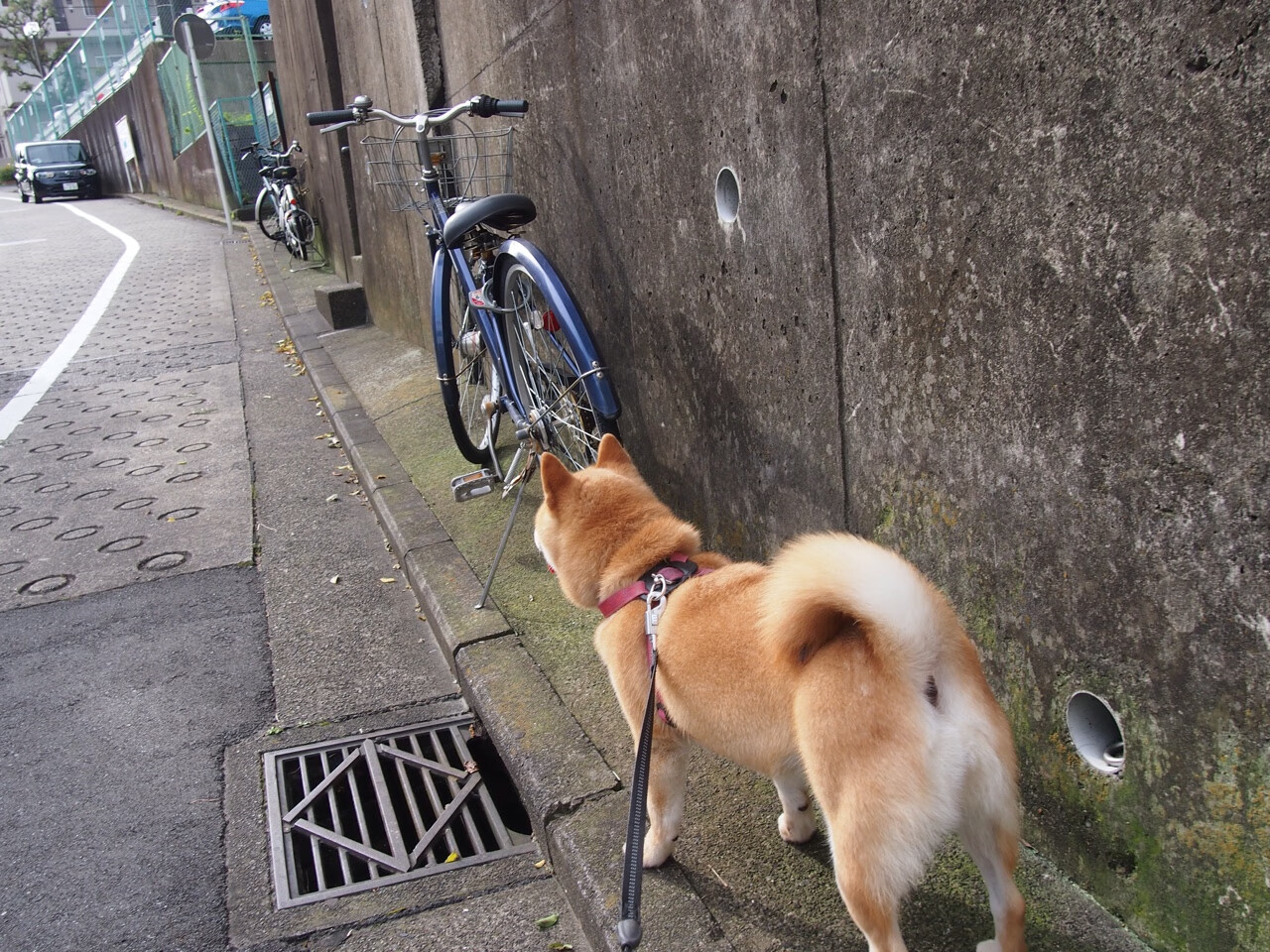 东决关键战之夜,月光如练处,他倒悬了天平