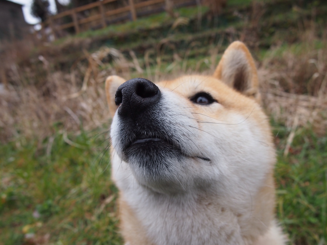 压力绽放与钢铁荆棘,论迪马利亚的救赎之光与葡萄牙的战术铁幕