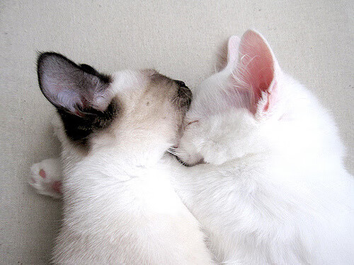 西决生死战之夜，武切维奇，那个在禁区演奏隐秘节奏的指挥家