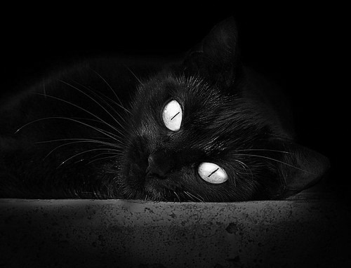 绿茵幻术与天山雪豹，一场跨界焦点的哲学可能