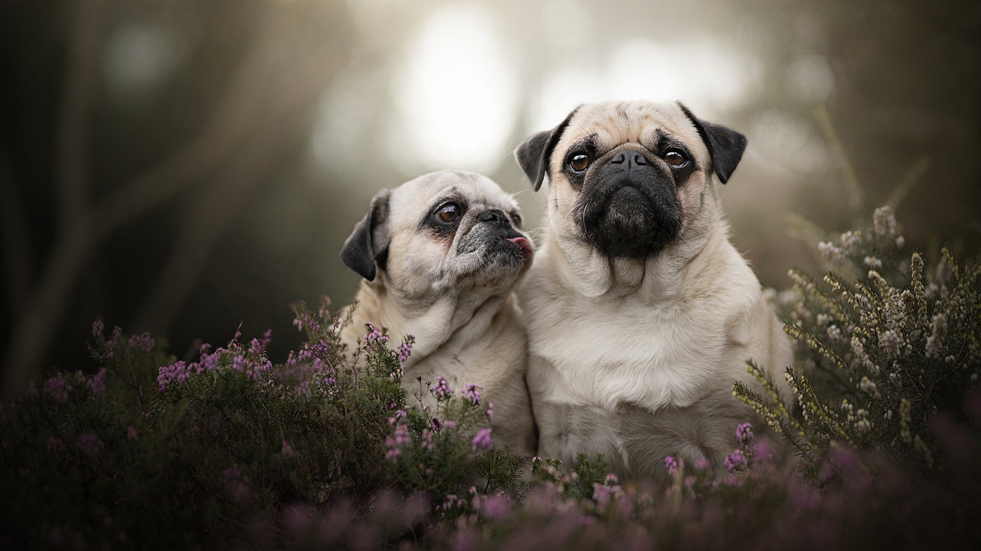 从战壕到舞台,阿什拉夫如何用一记非英格兰式进球,淬炼出新的三狮之魂