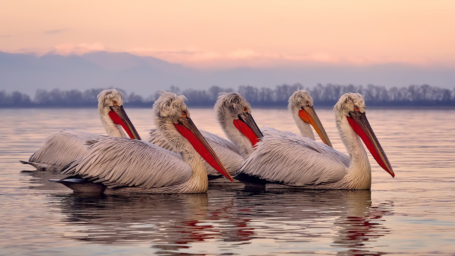 临战格局，浙江队奥运周期关键战，焦点对决碾压火箭显统治力