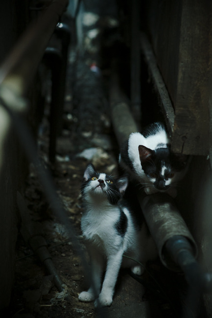 意甲焦点战，当足球场化身篮球馆，威尔士单节拉开阿尔及利亚的绿茵启示录