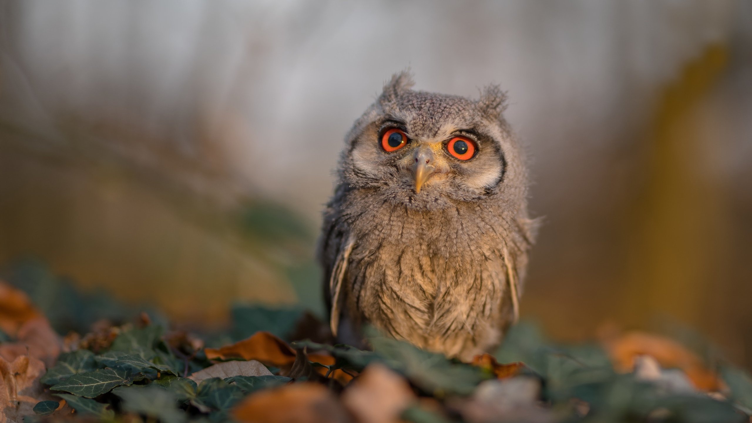 双线战场，当勇士冲垮底特律，另一个格林在德甲加冕之夜以神迹接管比赛