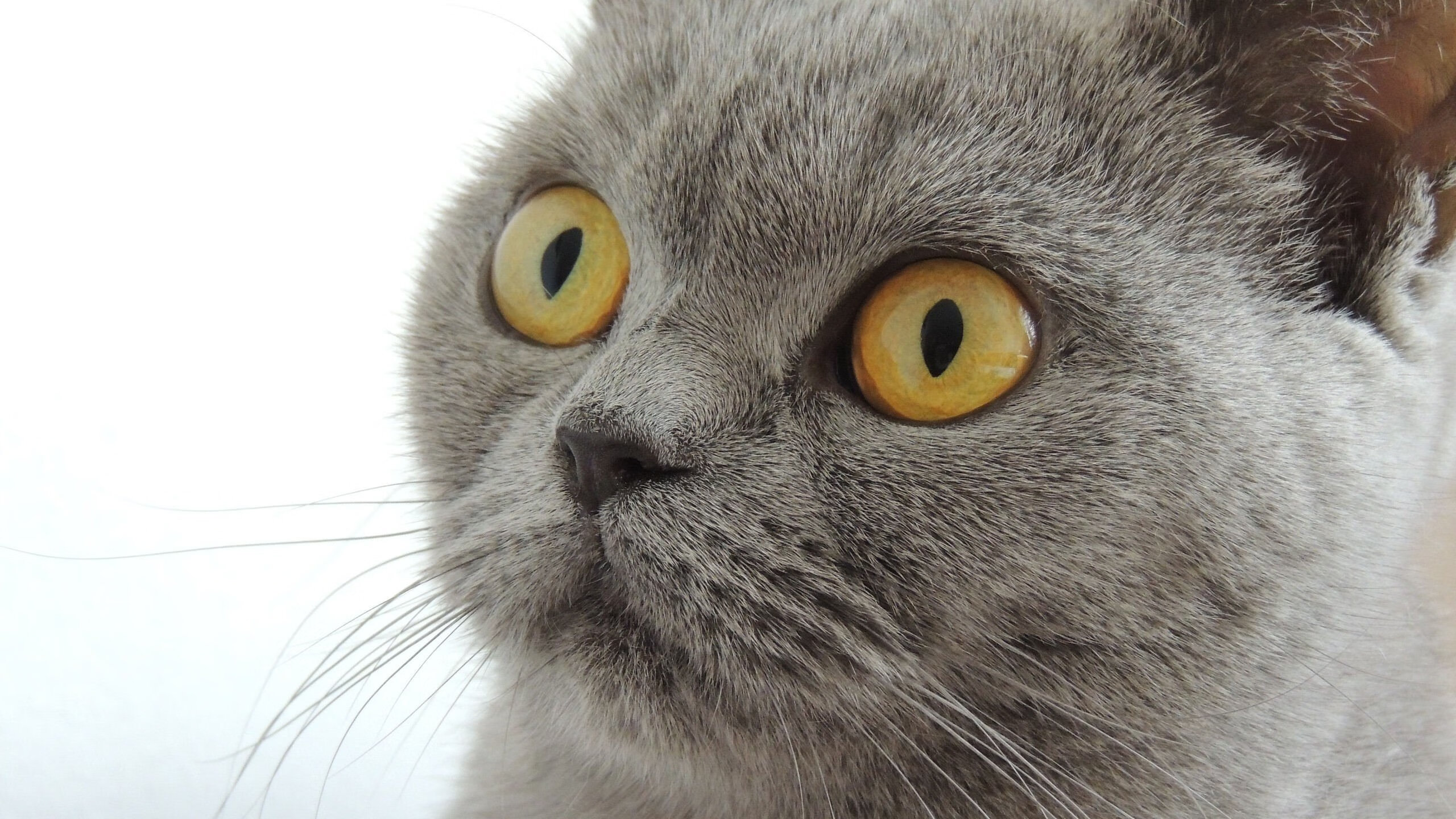 维尼修斯独舞,太极虎力压东欧铁骑,一场定义未来的洲际碰撞