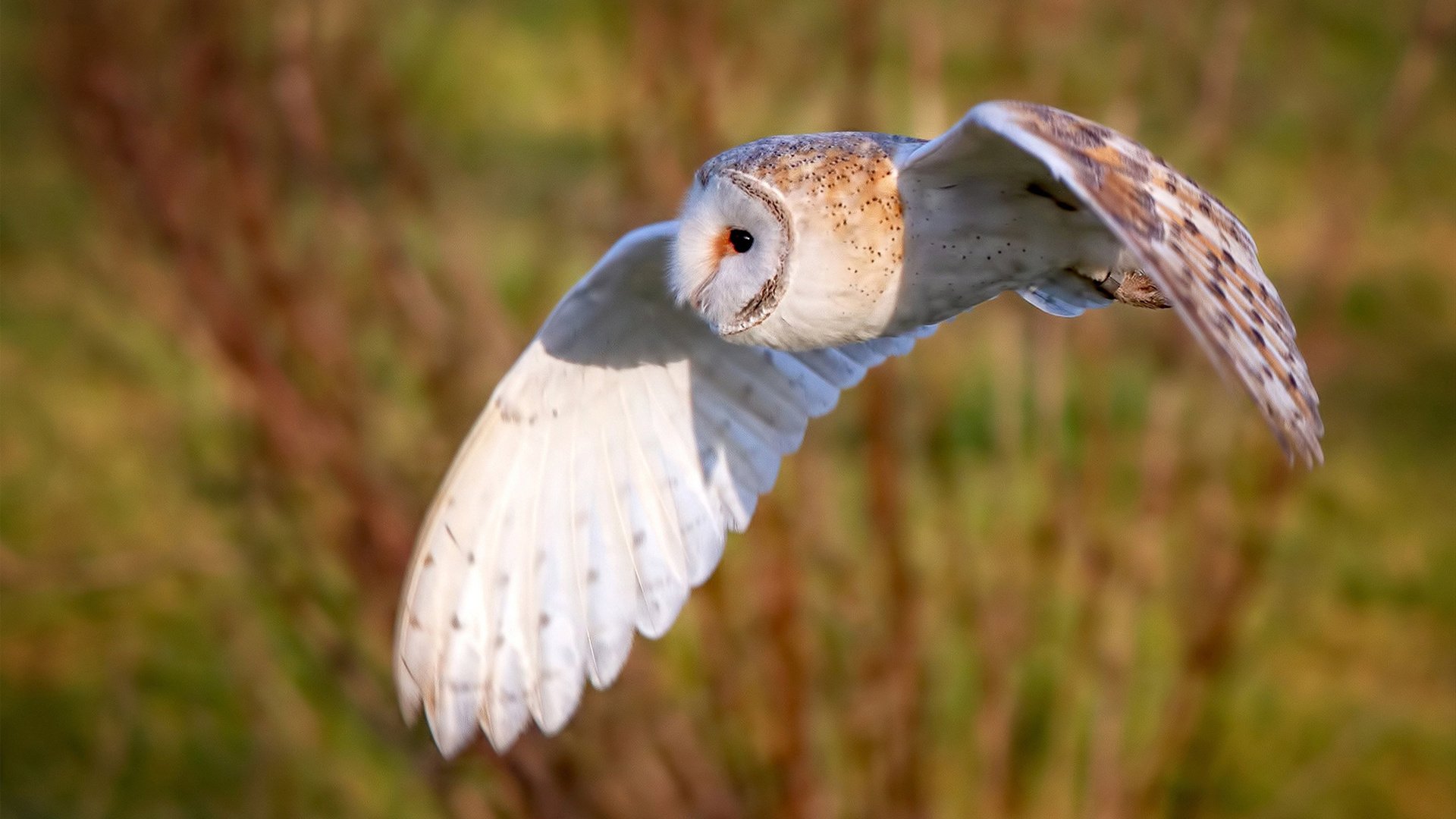 贝恩的独白，当新赛季悬念在红灯熄灭时已然终结