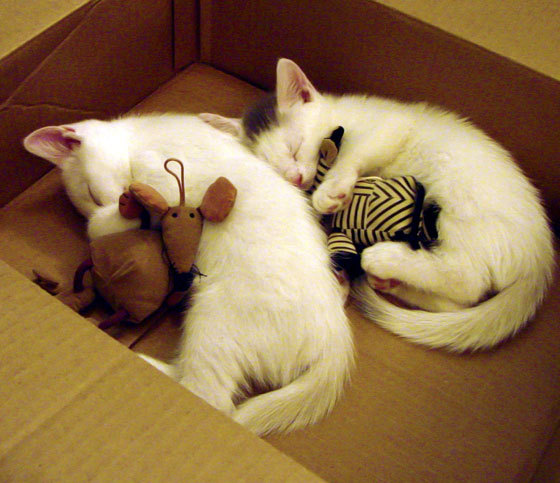 奥运周期试金石，凯尔特人用防守教科书，锁定北京队的攻防密码