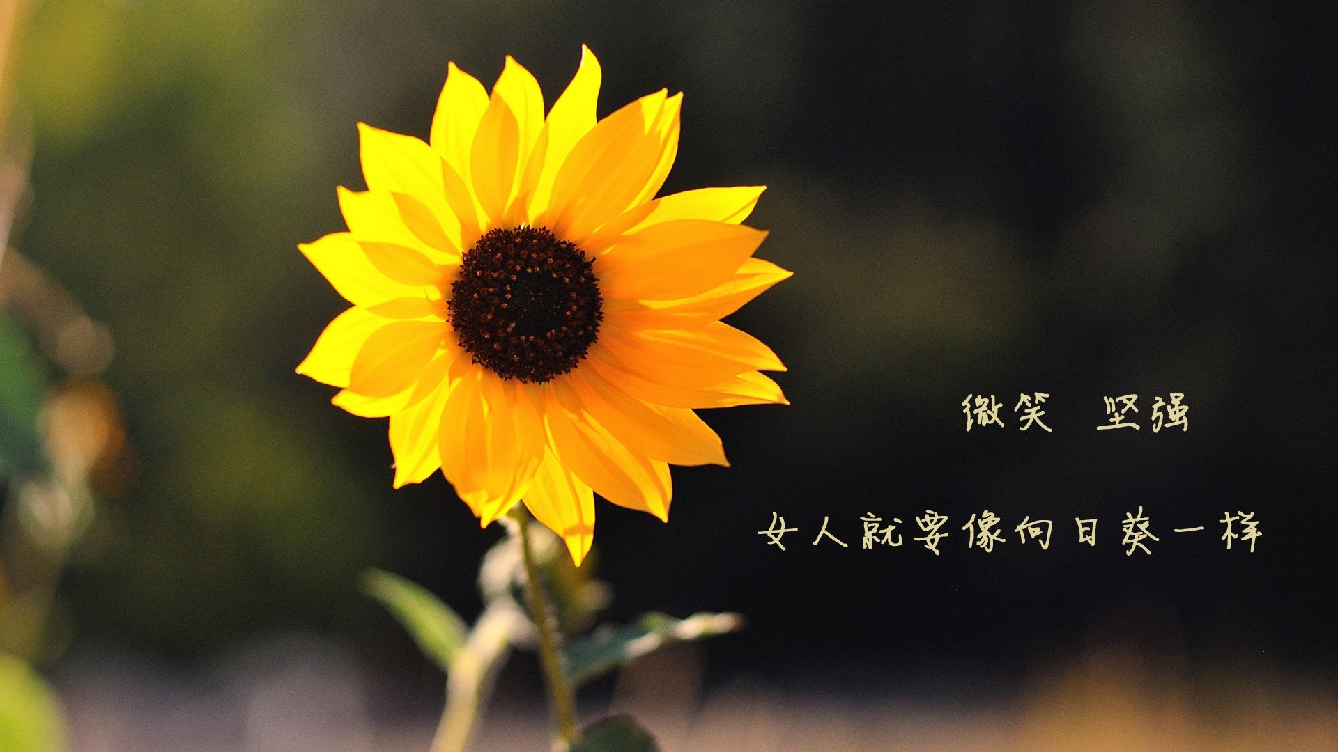 (三个方向供参考)